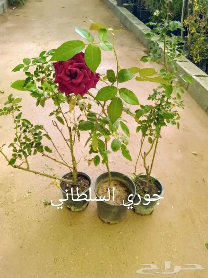 جميع أنواع الشتلات مع التوصيل والزراعة.. 73