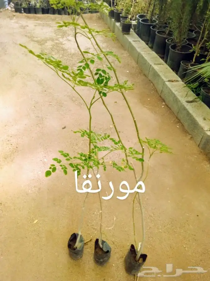 جميع أنواع الشتلات مع التوصيل والزراعة.. 67