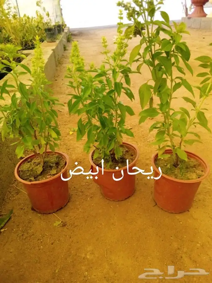 جميع أنواع الشتلات مع التوصيل والزراعة.. 39