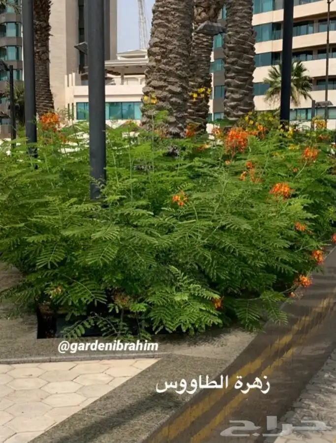 جميع أنواع الشتلات مع التوصيل والزراعة.. 1