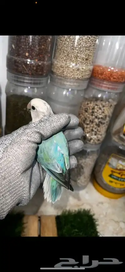 للبيع ذكر روز محلل DNA 2