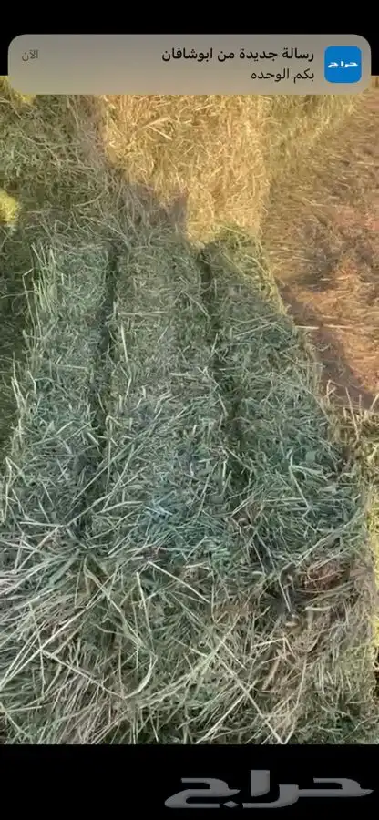 برسيم مخلوط 2