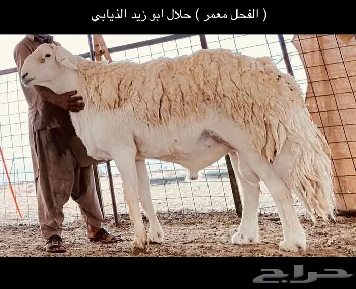خروف حري صنف - تم البيع 5