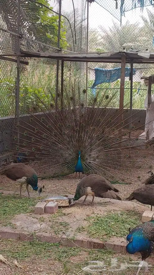 طاووس للبيع 1