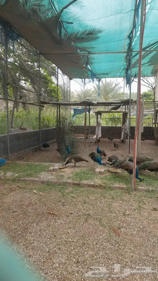 طاووس للبيع 2