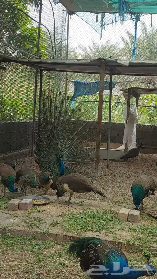 طاووس للبيع 0