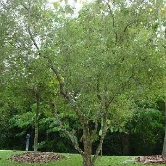 شجرة الحنا 1