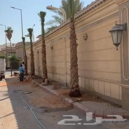 نخل واشنطن 0