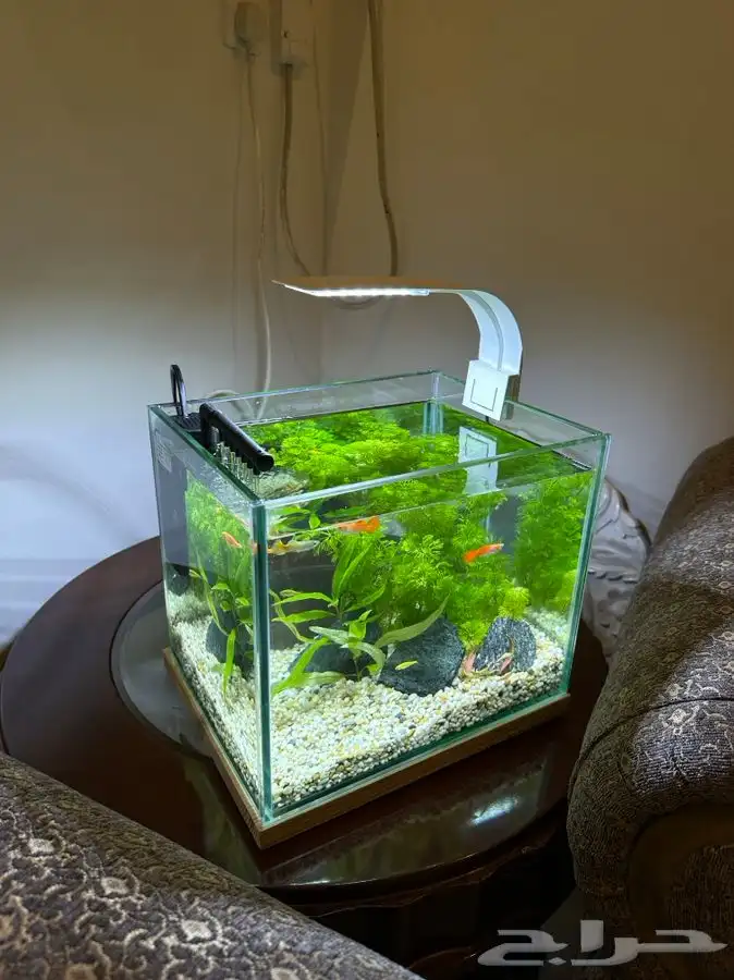 حوض سمك مزروع طبيعي صغير 0