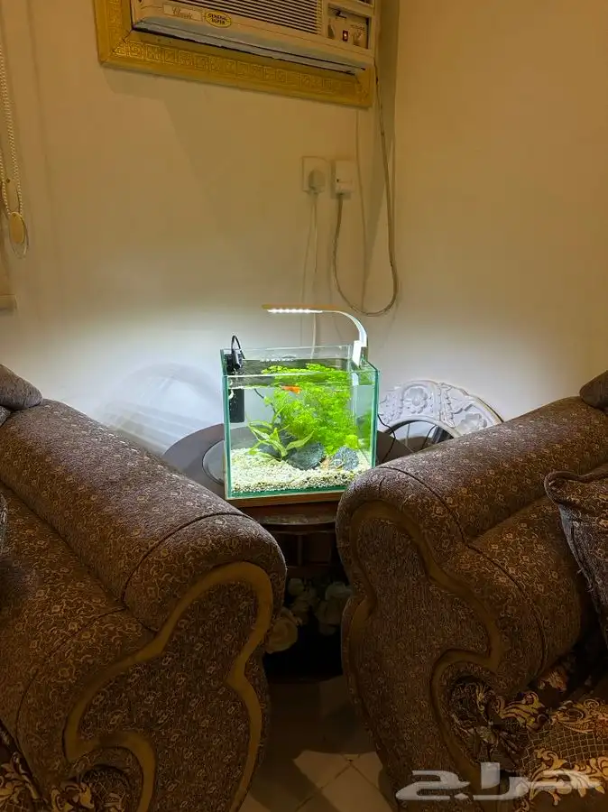 حوض سمك مزروع طبيعي صغير 2