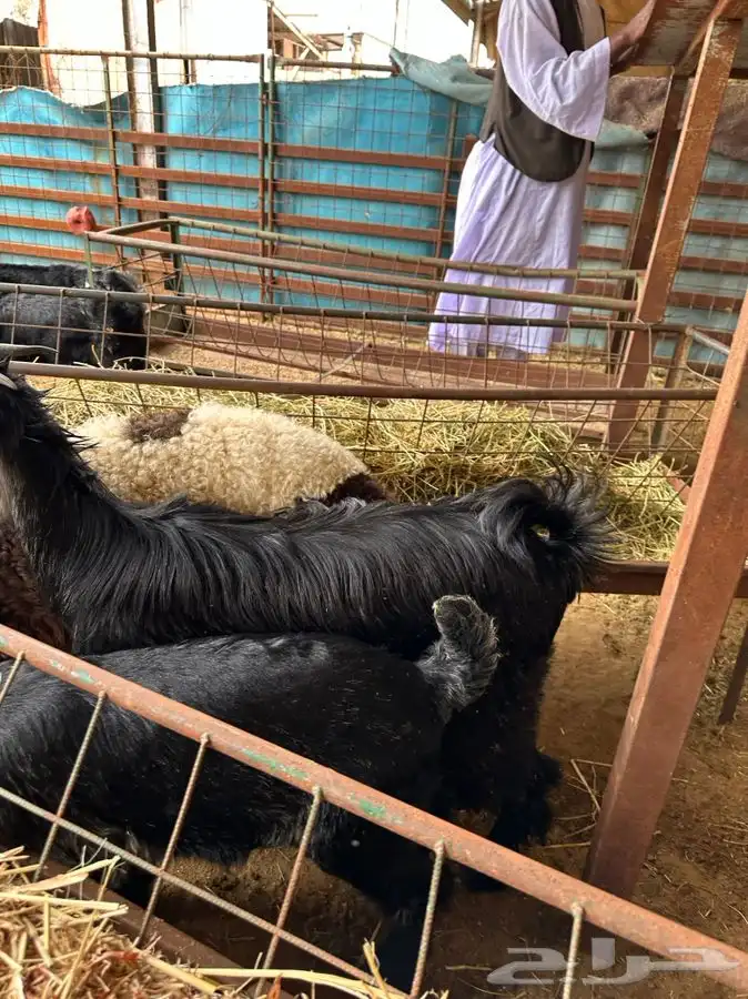 ذبايح حري نعيمي نجدي تيوس يوجد خدمه الذبح والتوصيل 5
