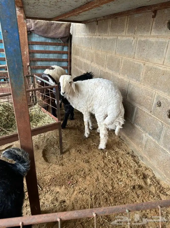 ذبايح حري نعيمي نجدي تيوس يوجد خدمه الذبح والتوصيل 8