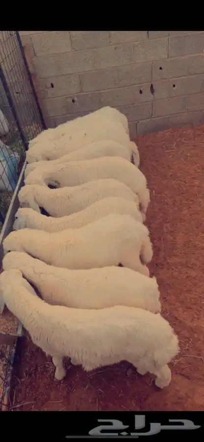 ذبايح حريات 0