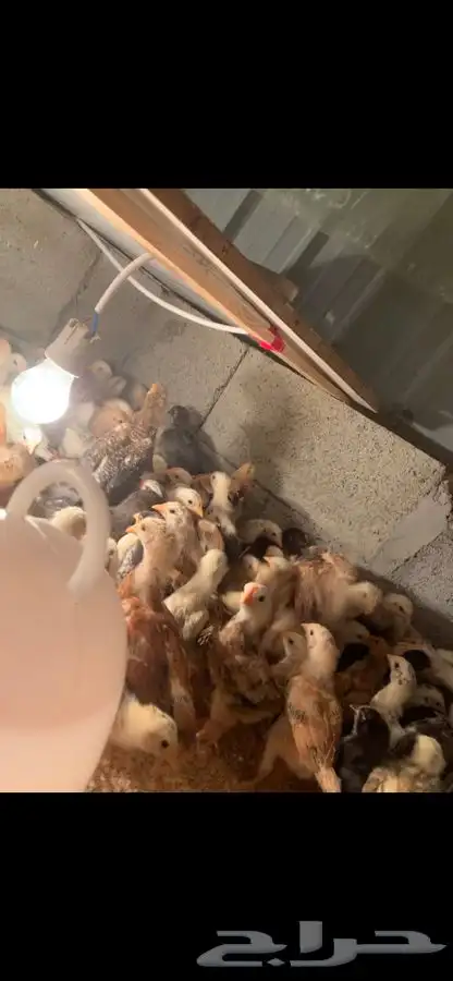 صوص دجاج بلدي جامبو ( مبااع ) 3