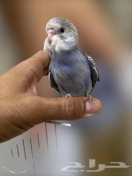 فرخ طيور الحب اليف 0