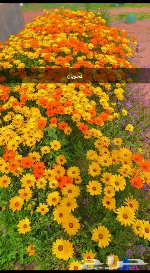 بذور اشجار عرض اي نوع كيس 9ريال 15