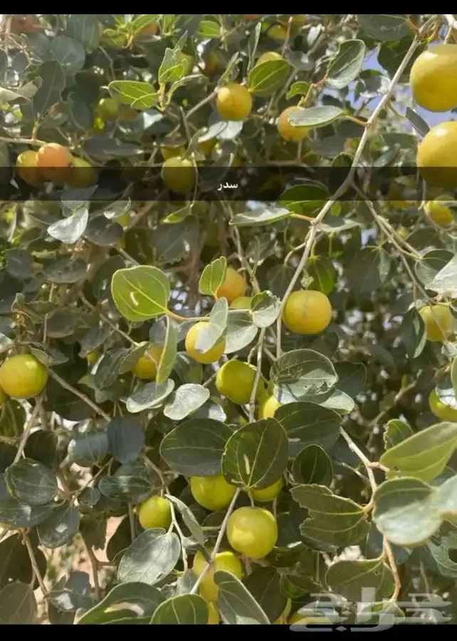 بذور اشجار عرض اي نوع كيس 9ريال 4