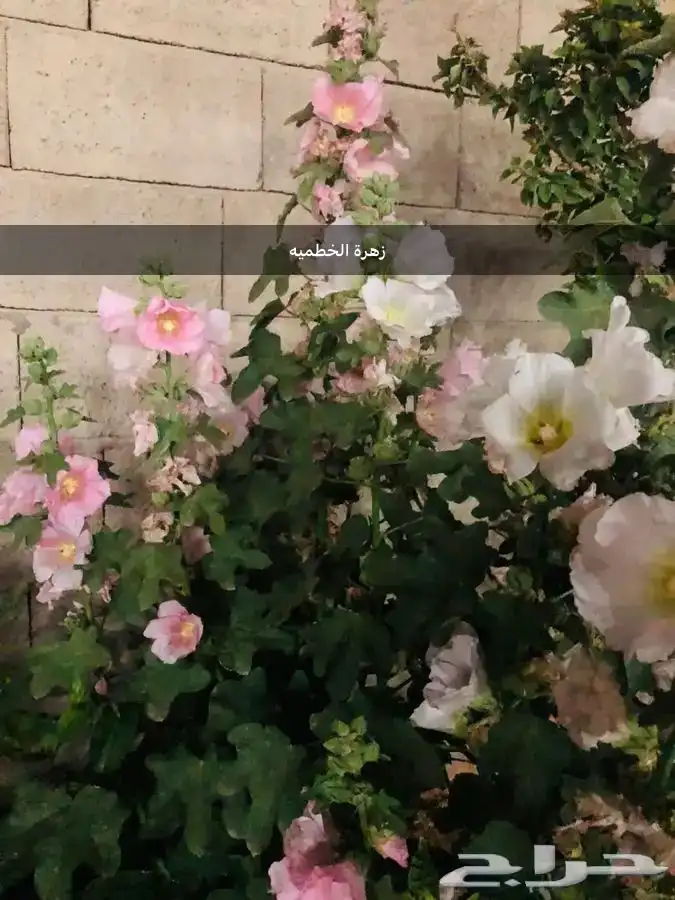 بذور اشجار عرض اي نوع كيس 9ريال 3