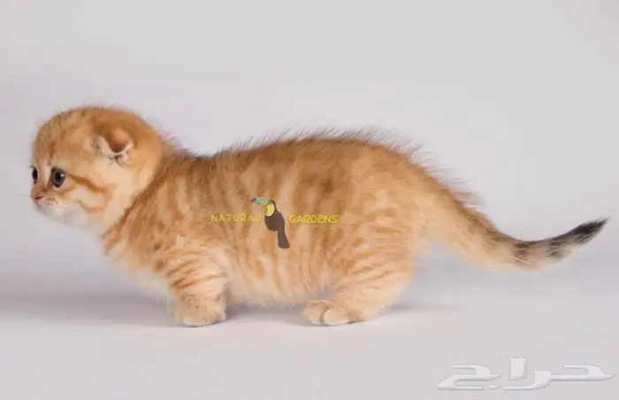 Munchkin cats 9