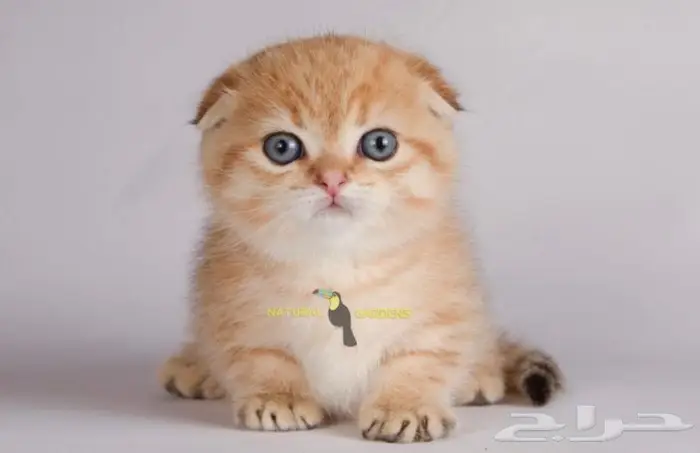 Munchkin cats 10