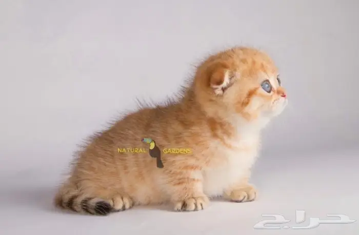 Munchkin cats 8
