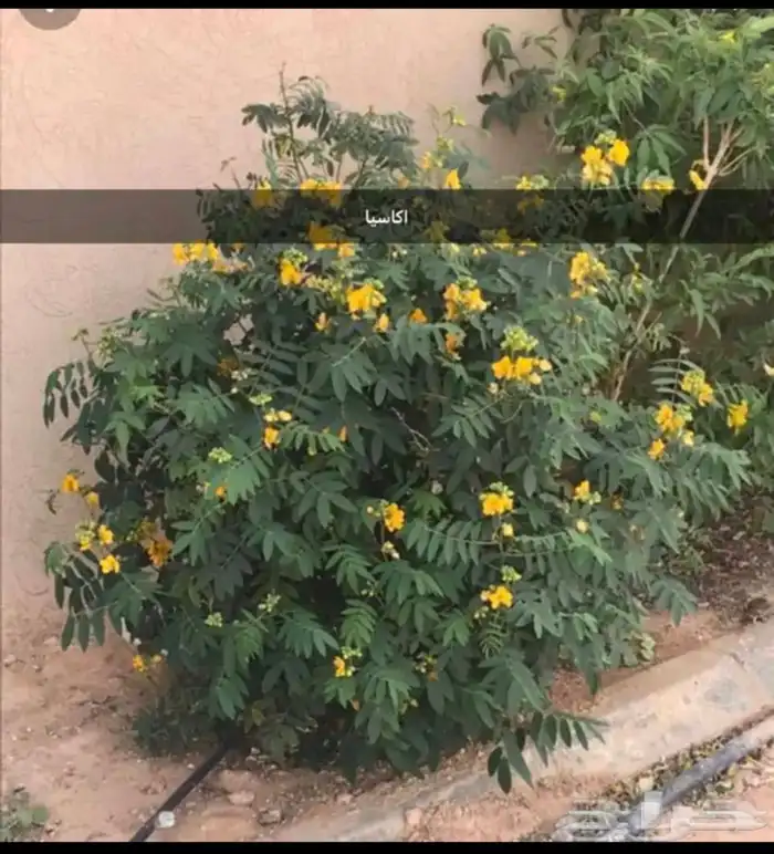 بذور اشجار عرض اي نوع كيس 9ريال 18