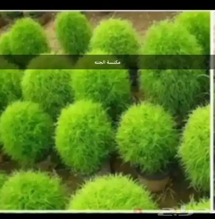 بذور اشجار عرض اي نوع كيس 9ريال 8