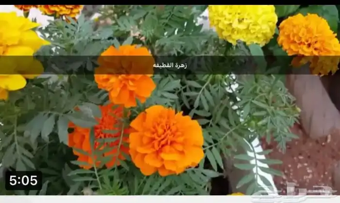 بذور اشجار عرض اي نوع كيس 9ريال 5