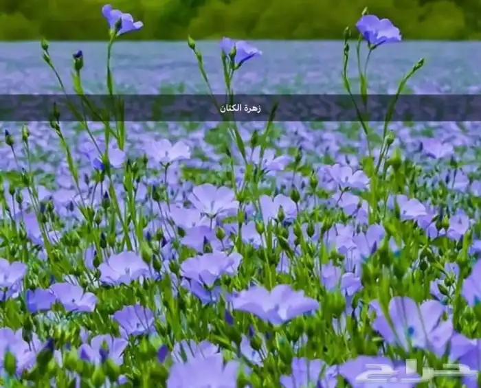بذور اشجار عرض اي نوع كيس 9ريال 12