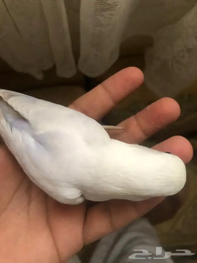 فروخ روز فخممه 1