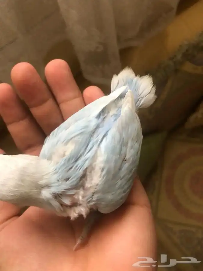 فروخ روز فخممه 2