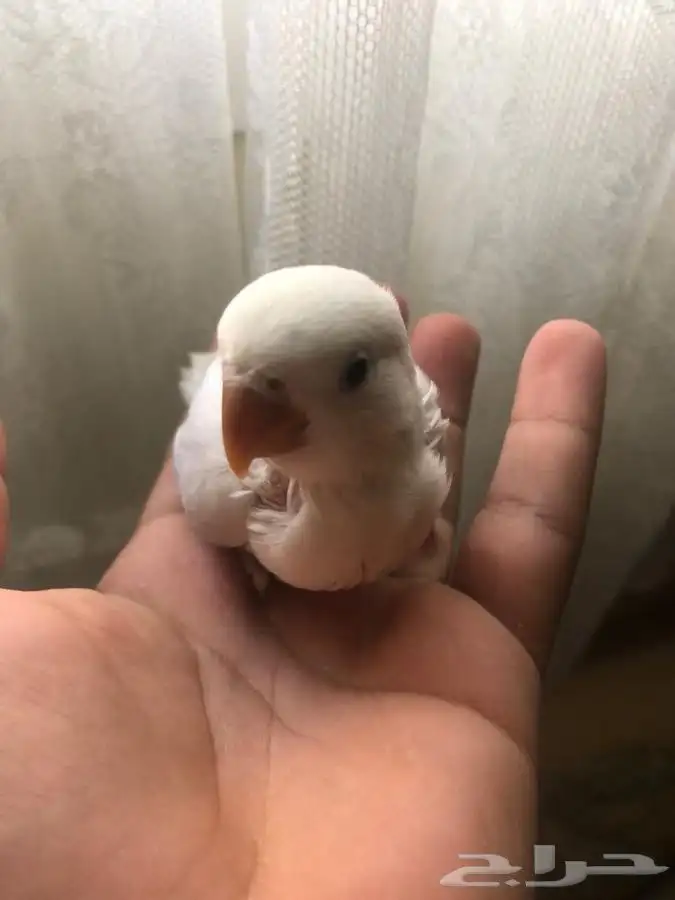 فروخ روز فخممه 4