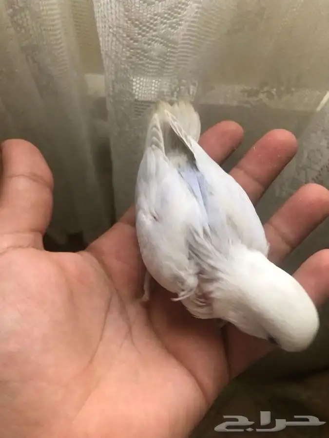 فروخ روز فخممه 7