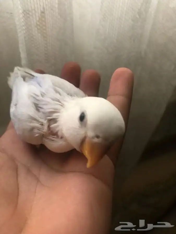 فروخ روز فخممه 6