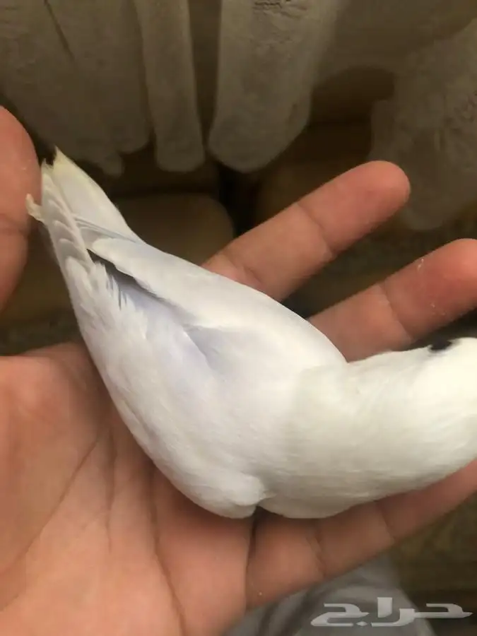 فروخ روز فخممه 0