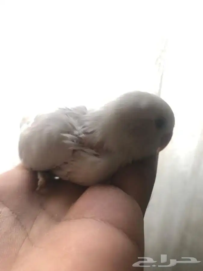 فروخ روز فخممه 8