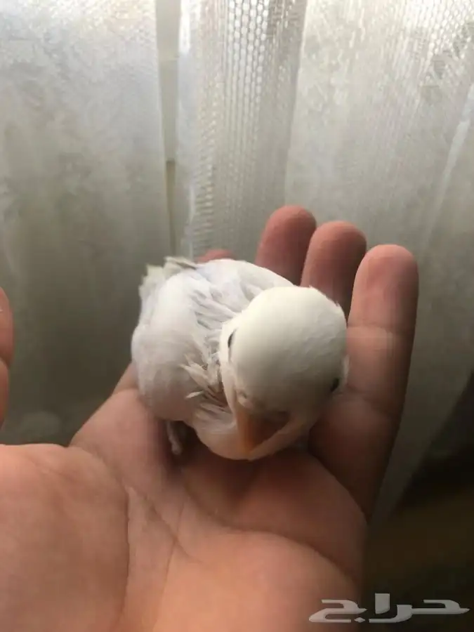 فروخ روز فخممه 5