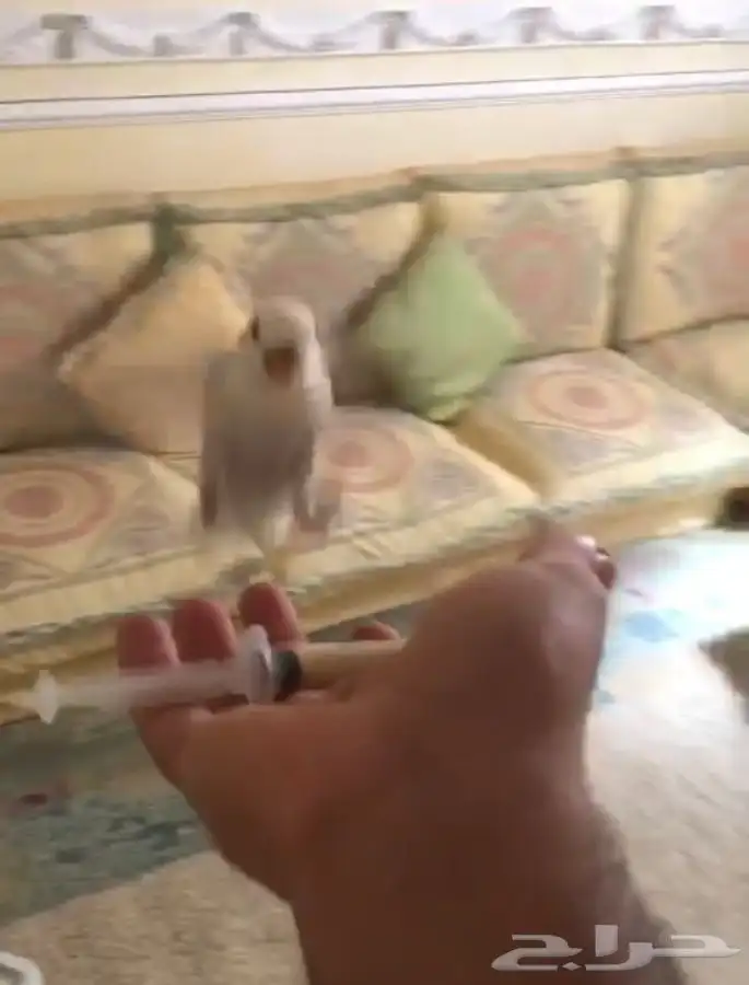 فروخ روز فخممه 3