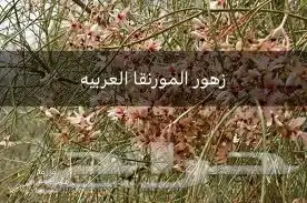 بذور اشجار ونبتات 22