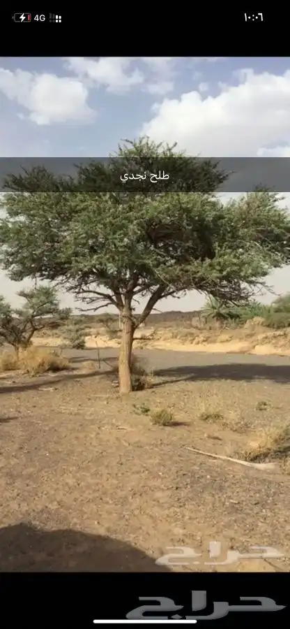 بذور اشجار ونبتات 37