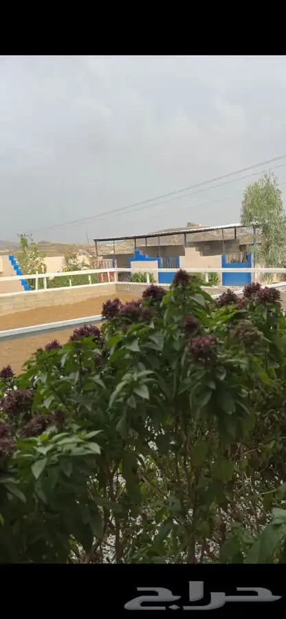 غرف خيل للايجار مربط الزايدية 9