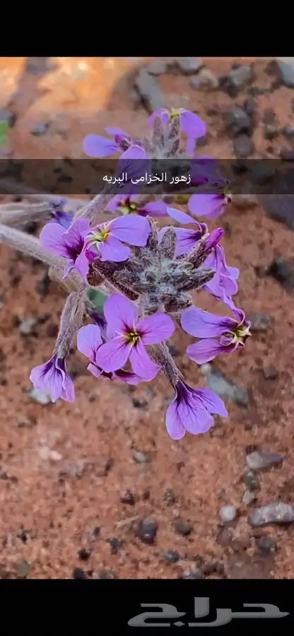 بذور اشجار ونبتات 21