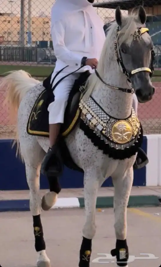 مستلزمات خيل 0