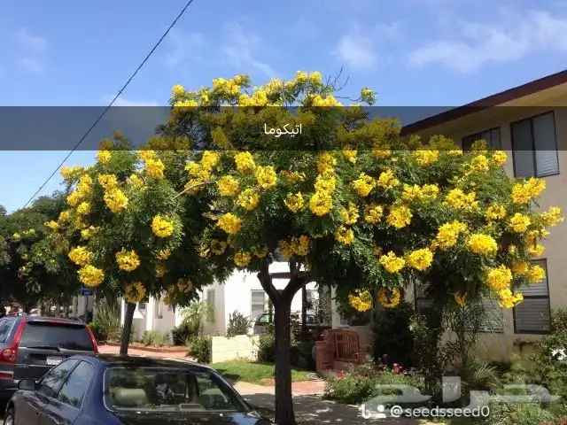بذور اشجار ونبتات 14
