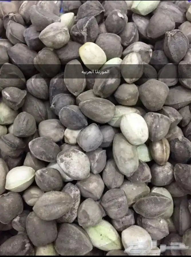 بذور اشجار ونبتات 36