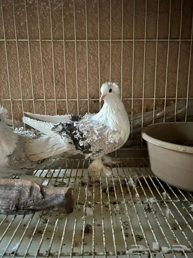 (تم البيع ) زوج مفتل 250 ريال منتج 3