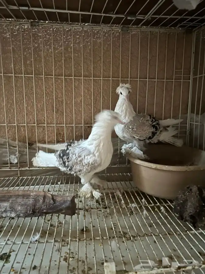 (تم البيع ) زوج مفتل 250 ريال منتج 2