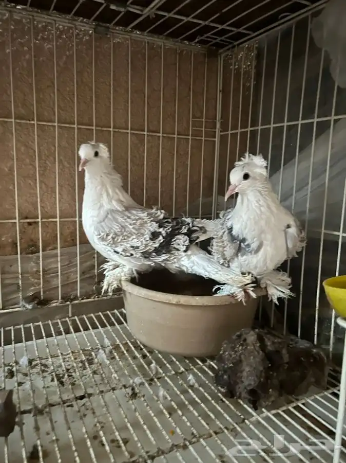 (تم البيع ) زوج مفتل 250 ريال منتج 1