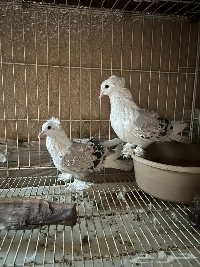 (تم البيع ) زوج مفتل 250 ريال منتج 4