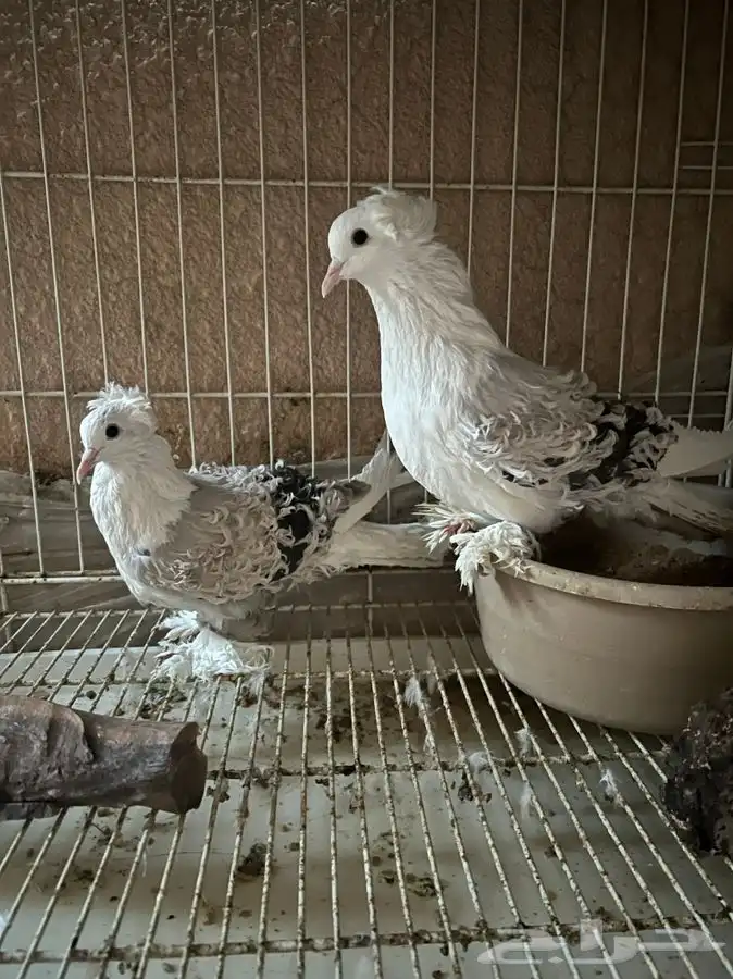 (تم البيع ) زوج مفتل 250 ريال منتج 0